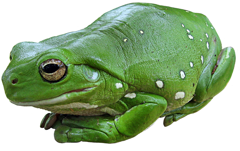 Green Tree Frog Png, Green Tree Frog Png - Green Frog With White Spots (886x584), Png Download