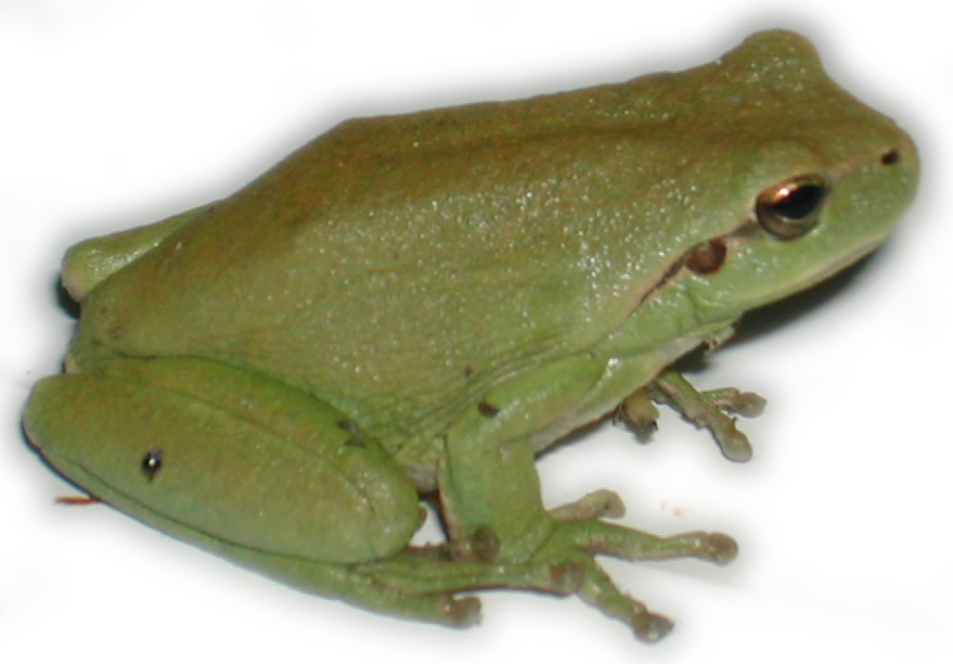 Hyla Dscn1814 - Rainette Png (879x612), Png Download