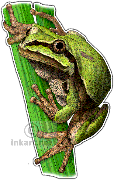 Arizona Tree Frog Art Decal - Arizona Tree Frog Drawing (375x590), Png Download