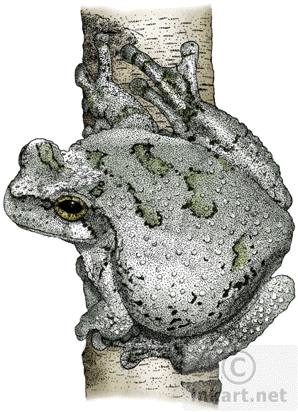 Cope's Gray Treefrog Art Decal - Cope's Gray Tree Frog Throw Blanket (432x590), Png Download