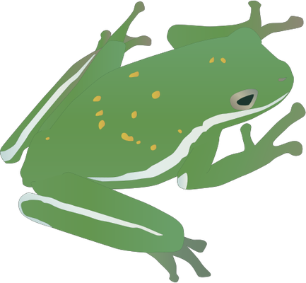Download Hyla Cinerea カエル イラスト フリー 商用 Png Image With No Background Pngkey Com
