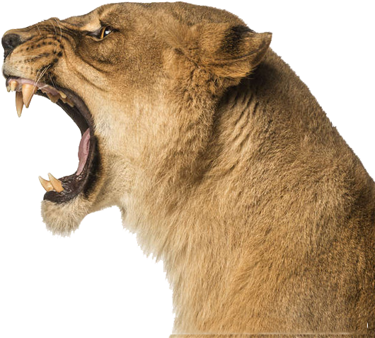 Lion - Lion Roar Side View (1024x631), Png Download