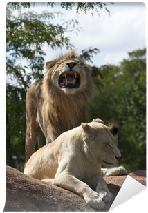 Grizzly Bear (400x400), Png Download