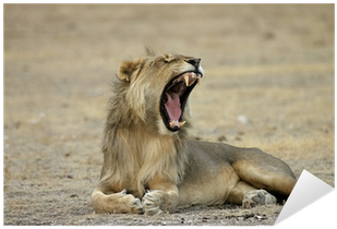 Free Roaring Lion Png - Masai Lion (400x400), Png Download