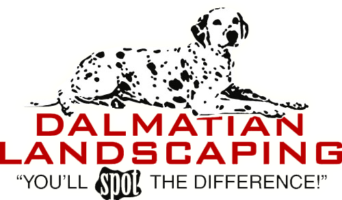 Dalmatian Landscaping Dalmatian Landscaping - Dalmatian Landscaping (500x293), Png Download