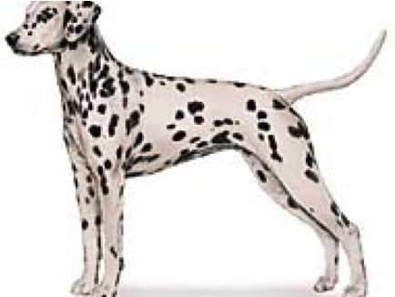The Only Spotted Breed, The Dalmatian Is Alert And - Akc Dalmatian (700x350), Png Download