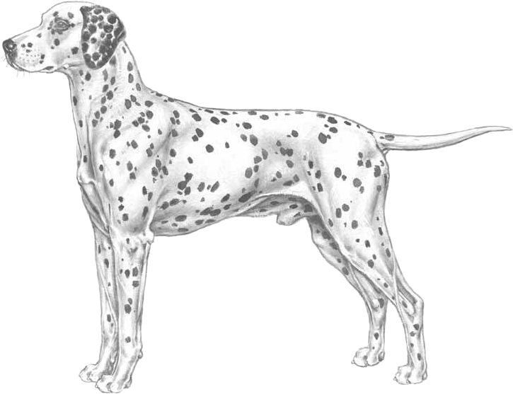 Dalmatian (800x800), Png Download