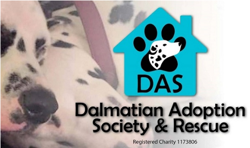 Dalmatian Adoption Society And Rescue - Alzheimer's Society (515x515), Png Download
