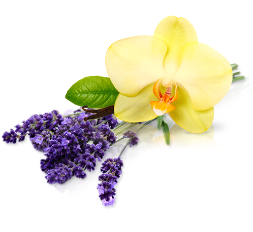Endiglow Gua Sha & Cupping Oil Lavender Essential (608x490), Png Download