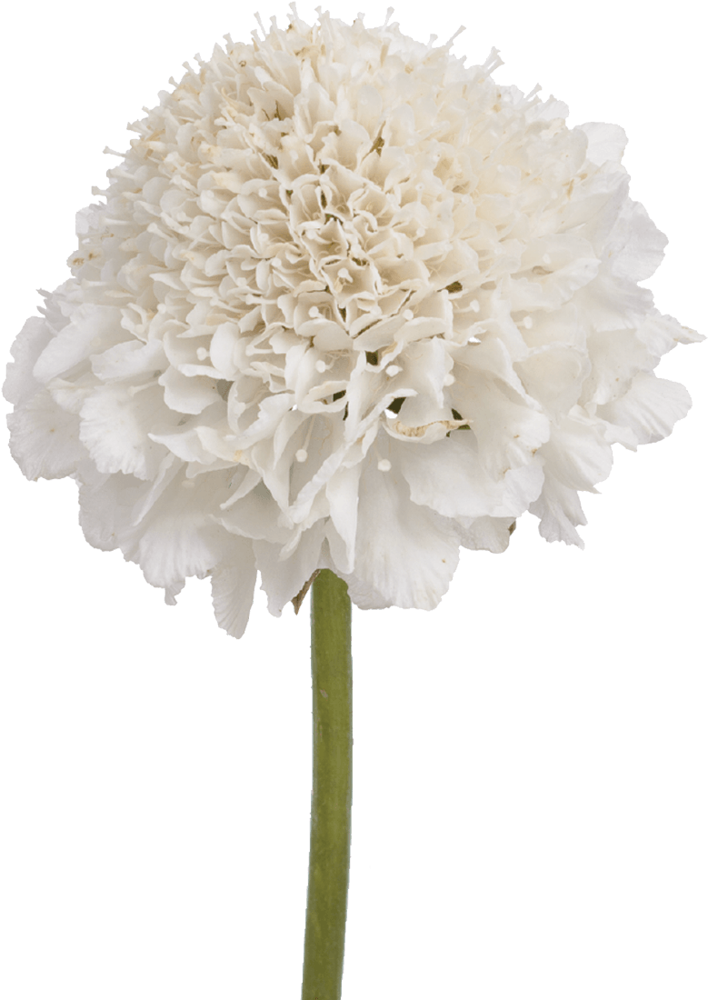 Artificial White Hydrangea (1100x1100), Png Download