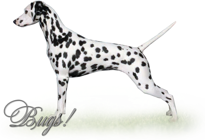 Canadian Record Setting Bis, Rbis, Bpis Grand Champion - The Canadian Record (700x596), Png Download