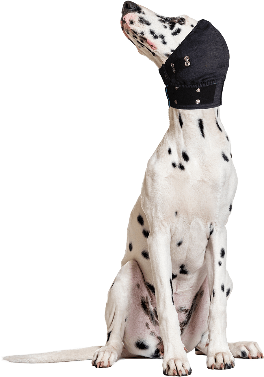 Mps Head Cover Medical Pet Shirts International Png - Dalmatian (1136x1500), Png Download