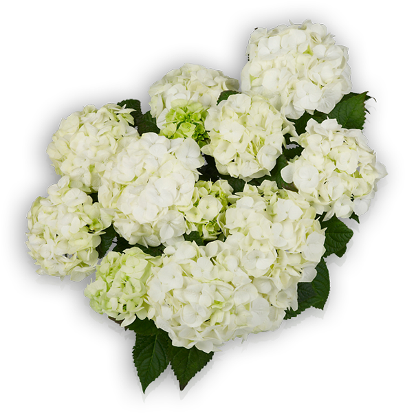 Vanilla Sky (600x600), Png Download