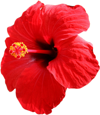 Red Flower Clipart Jaba - Shoe Flower (400x400), Png Download