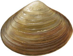 Clams Png Transparent Image - Clam Transparent Background (500x281), Png Download