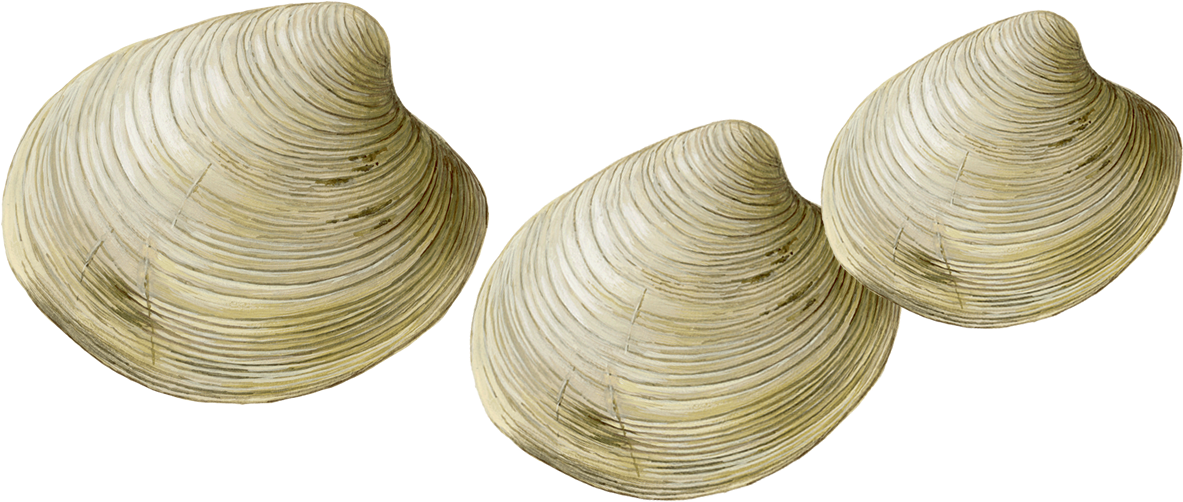 Clams Transparent (1200x520), Png Download