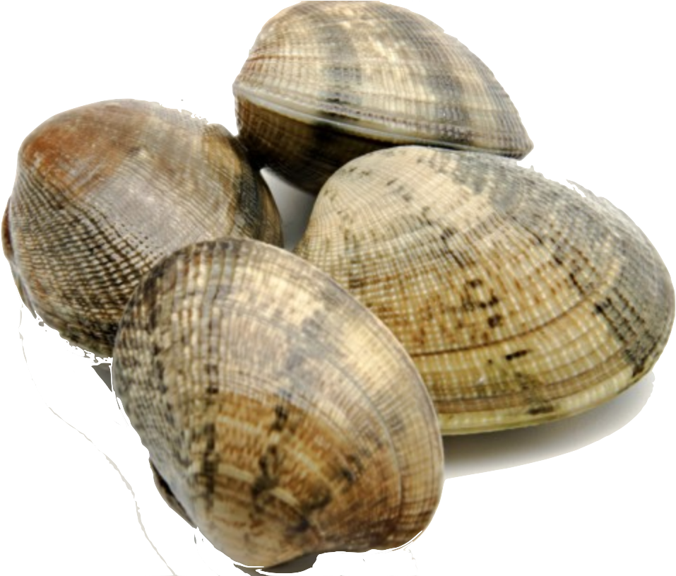 Clams - Facts About Clams (1058x814), Png Download