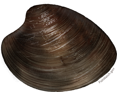 Ocean Quahog - Arctica Islandica (640x427), Png Download