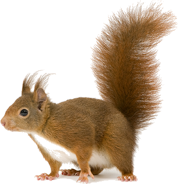 Dead Animal Removal In Mesa And Surrounding Regions - Coffee Drink Gifs Smiley (370x390), Png Download