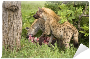 Two Hungry Hyenas Are Eating Dead Animal Wall Mural - Hyena Hunting (400x400), Png Download