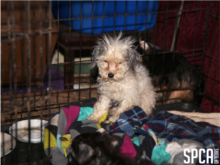 20180315 Local Cbs Puppy Mill 1 - Dog (969x545), Png Download