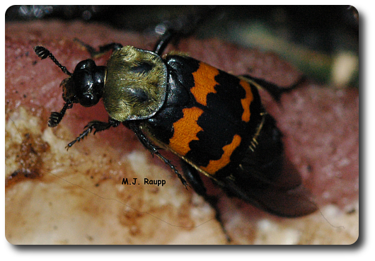 Nicrophorus Tomentosus Stops To Sample A Piece Of Meat - Flesh Eating Beetle (530x369), Png Download