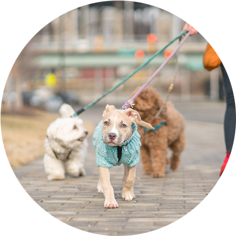 Dog6 - Portable Network Graphics (472x477), Png Download