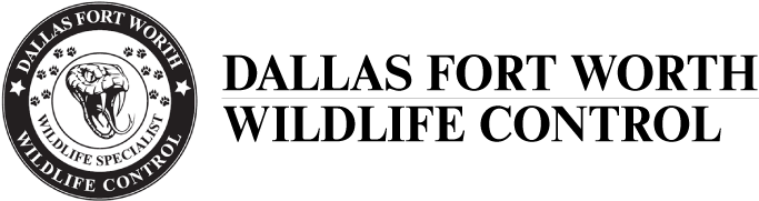 Emergency Wildlife Control & Removal In Dallas Fort - Boxer Gifts Asbo Loud Snoring (684x198), Png Download