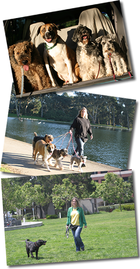 Three Pictures Of Carla Walking Dogs - Dog Walking (288x552), Png Download