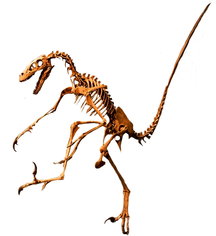 Most Carnivores Had Deadly Sharp Teeth And Claws - Dinosaur (559x485), Png Download