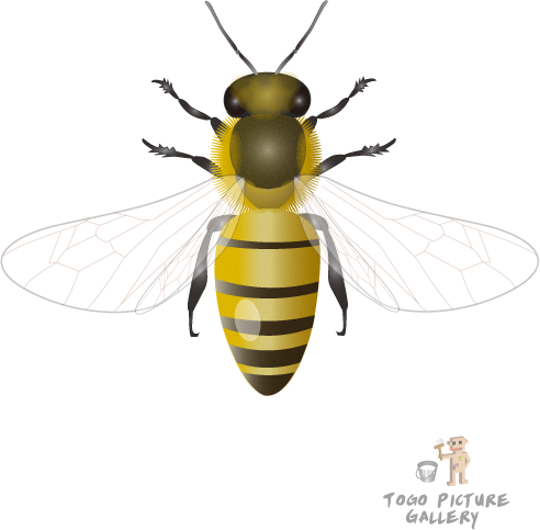 Honeybee By Togopic - Instagram (492x483), Png Download