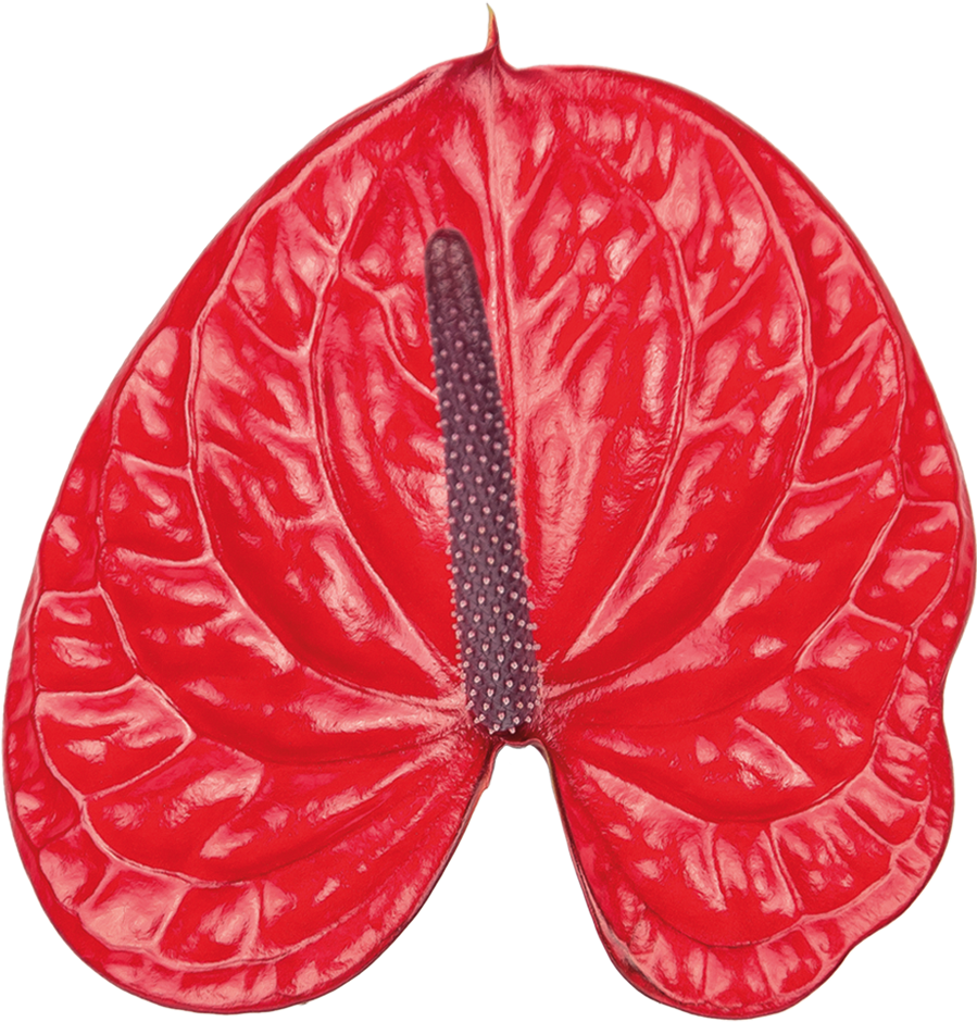 Bugatti Veyron Kwiat - Pomelo (1000x1000), Png Download