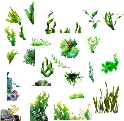 Seaweed Clipart Transparent Background - Seaweed (480x480), Png Download