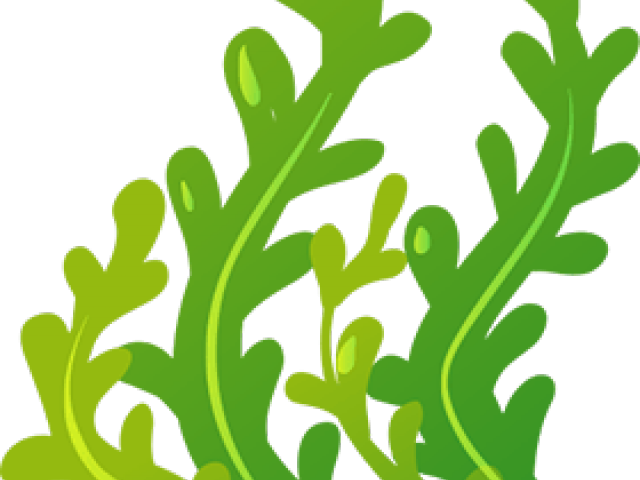 Seaweed Cliparts - Clip Art (640x480), Png Download
