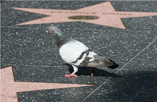 Pigeons On The Pill - Pigeons (940x412), Png Download