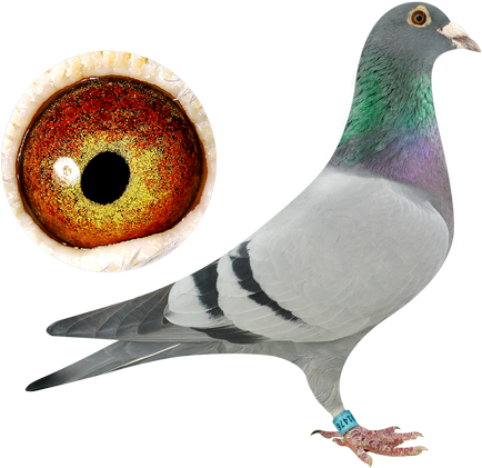 Marathon Pigeons - Marathon (483x429), Png Download