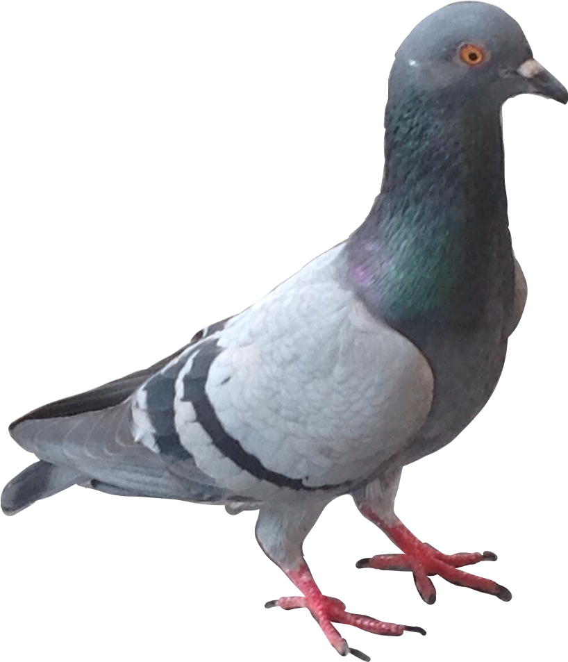 Pigeon Blackmouse155 Stickers Yes Put Pigeons In Ur - Sticker (818x953), Png Download