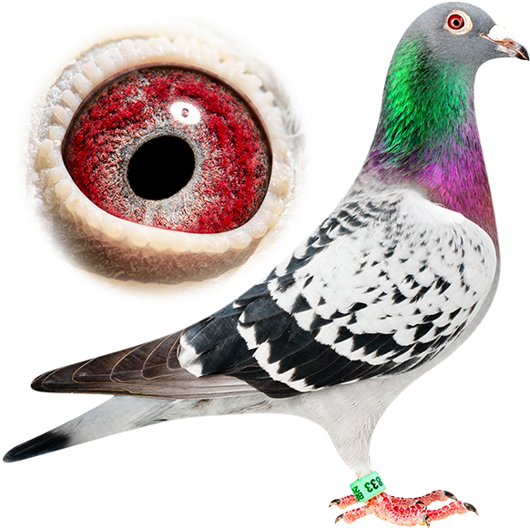 Pigeons - Pigeon Fancy (600x600), Png Download