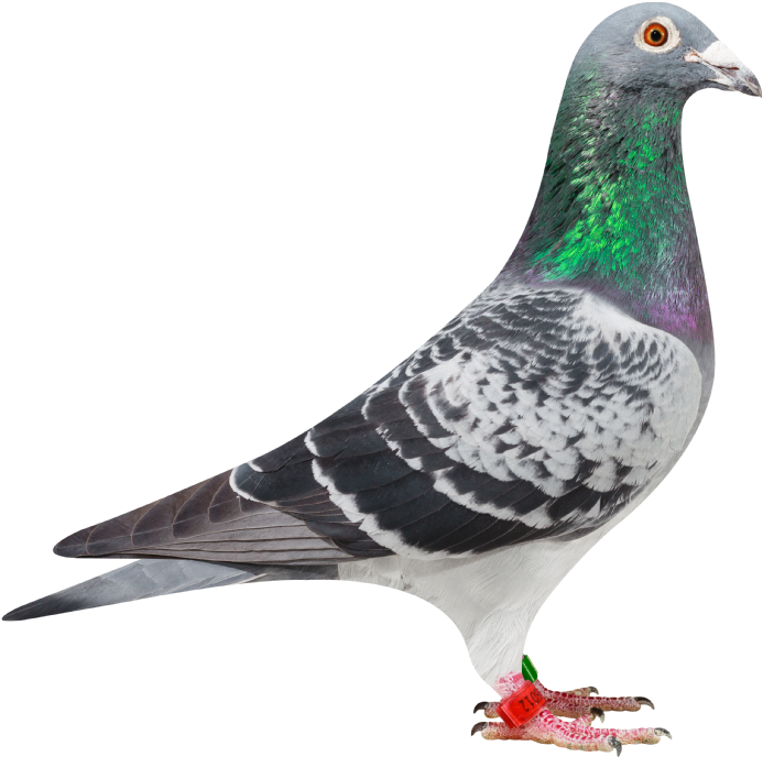 We Hope He Will Follow In The Footsteps Of His Famous - Homing Pigeons (700x700), Png Download