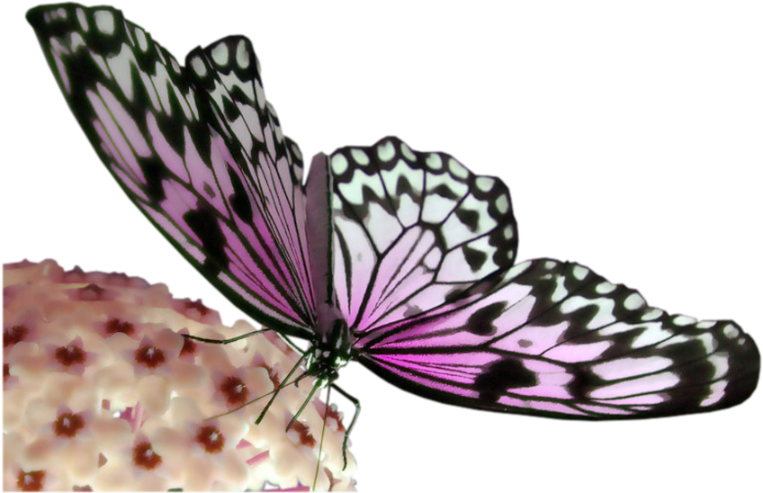 Pink And Black Butterfly - Portable Network Graphics (980x675), Png Download