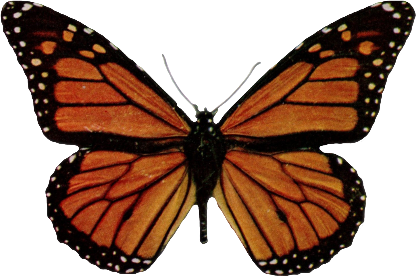 Danaus Plexippus-transparent - Orange Butterfly Shower Curtain (1498x1019), Png Download