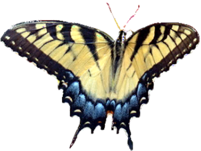 Psd Detail - Butterfly On Clear Background (400x301), Png Download