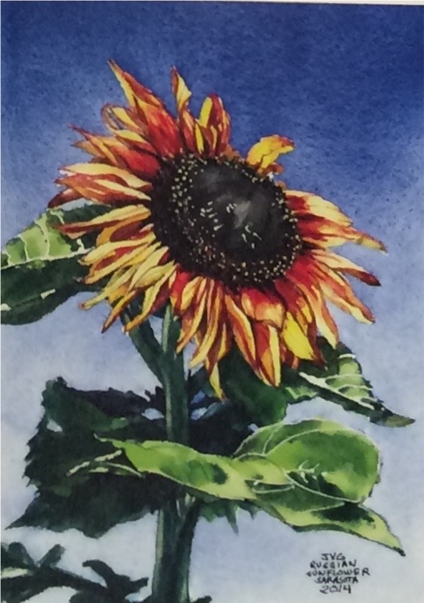 Cjg-02 - Sunflower (1200x1200), Png Download