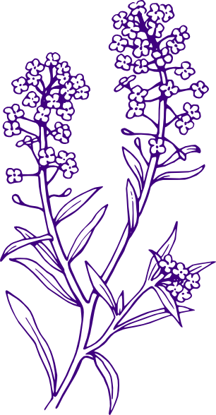 Aesthetic Clipart Flower - Lavender Plant Black And White (306x588), Png Download
