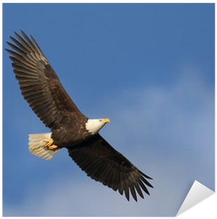 Bald Eagle Soaring Sticker • Pixers® • We Live To Change - Bald Eagle Of Edgewater Nj (400x400), Png Download