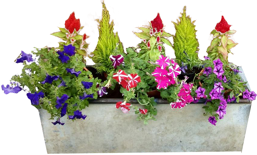 Background Png Image - Transparent Background Flower Pot Png (851x513), Png Download