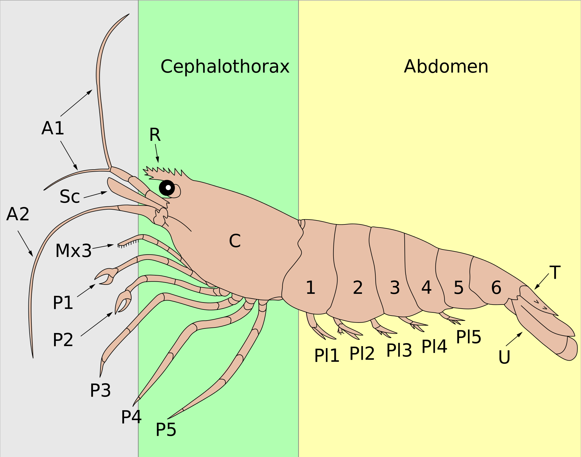 Open - Shrimp Carapax (2000x1574), Png Download