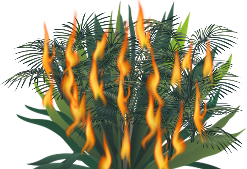 Fire Bush - Close-up (829x570), Png Download