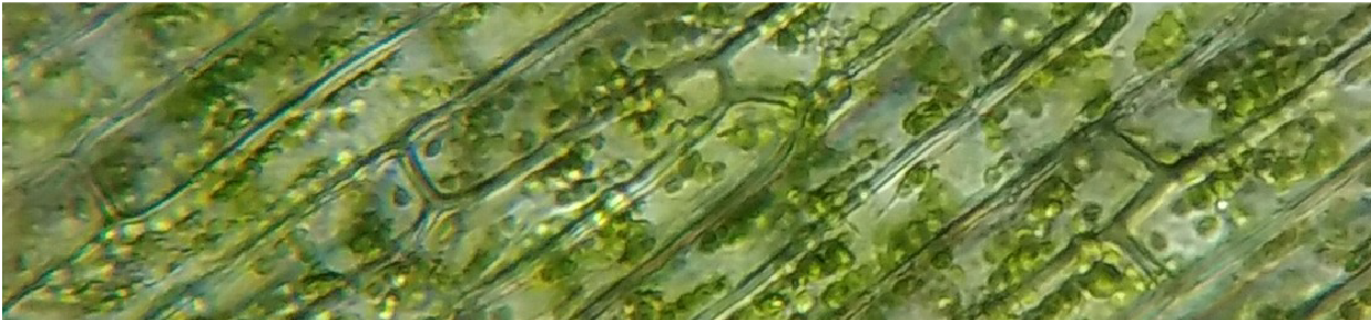 Botanical Identification - Celula Animal (1250x292), Png Download