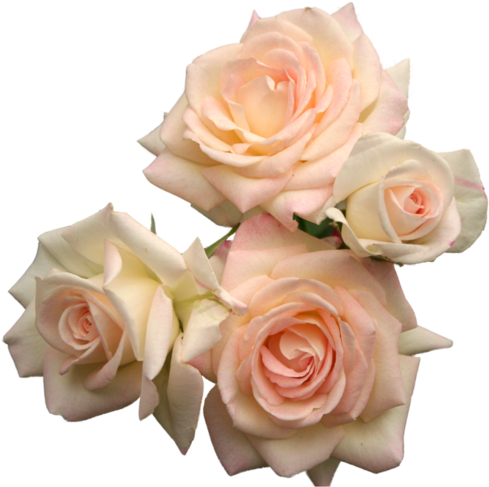Flowers, Rose, And Transparent Image - Transparent Roses (500x500), Png Download
